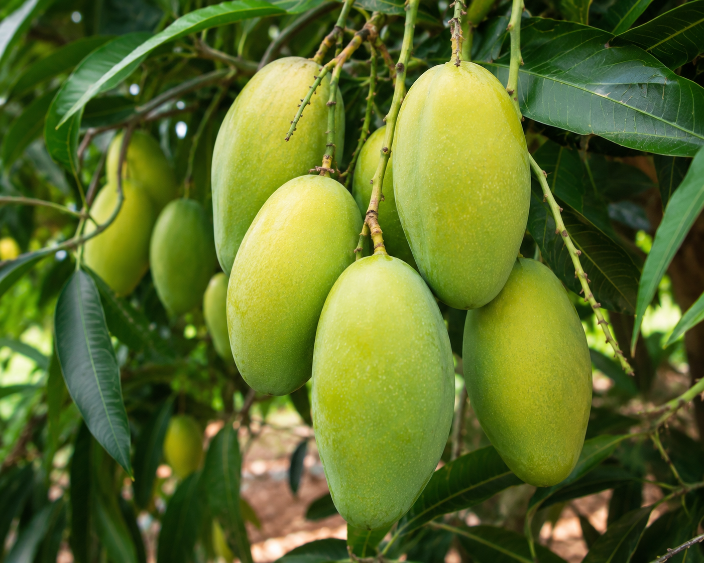 🥭 নাকফজলি আম